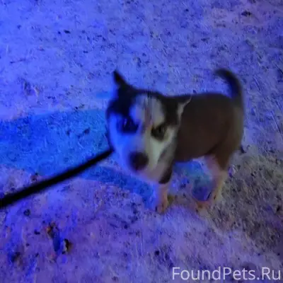 Пропал щенок хаски Помогите по...