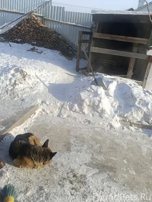 Здравствуйте. С района Шишковк...