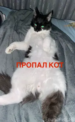 Пропал кот