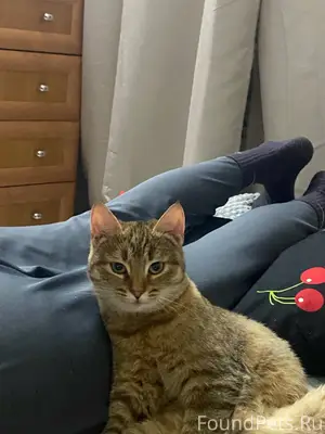 Пропала кошка! Девочка примерн...