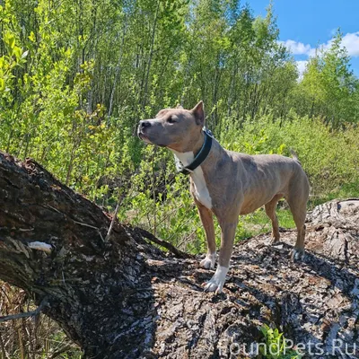 ПОТЕРЯЛАСЬ СОБАКА! 24.01.2026 ...