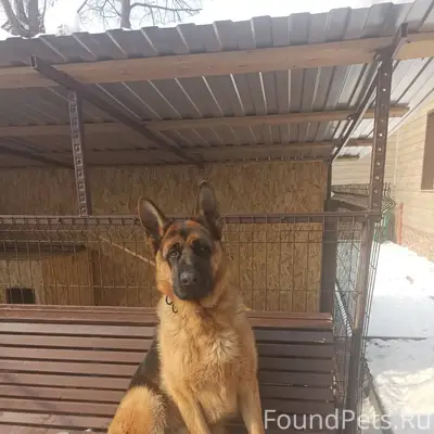 Потерялась собака , в районе Х...