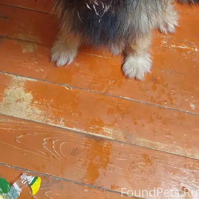 Найдена собака! Деревня Радова...