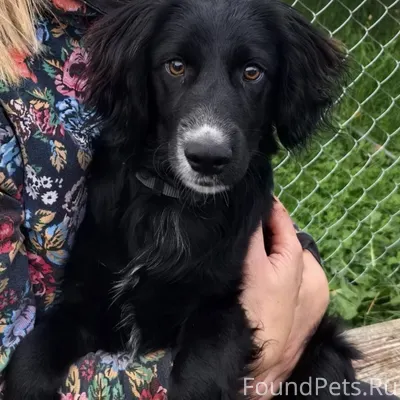 Потерялась собака-спаниель по ...