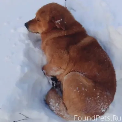 Чкалово, городской округ Любер...
