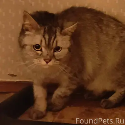 Чья потеряшка? Найдена в подъе...