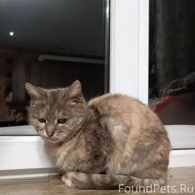 #найдено Коломна Найдена кошка...