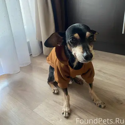 Убежал пёс. Зовут Тишка. Если ...