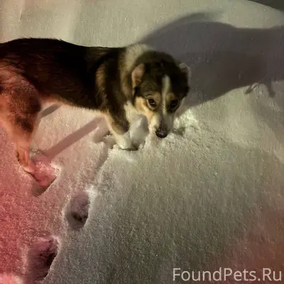 Найдена собака! Девочка, ласко...