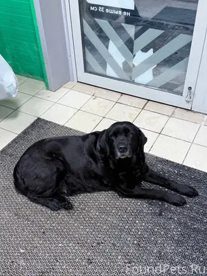 Найдена собака 3.02.26 в...