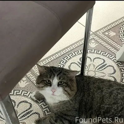 Бюро находок🔍 Пропал кот в рай...