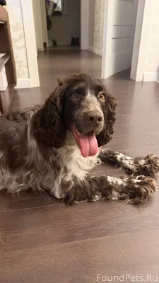 📍с. Каменка Найдена собака-сам...