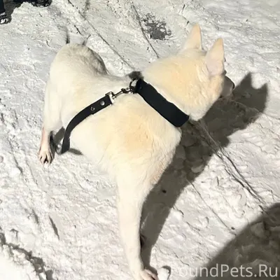 ПОМОГАЕМ ИНФОРМАЦИОННО Пропала...