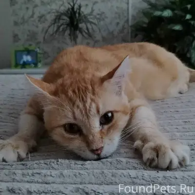 Помогите найти кота, нашедшему...