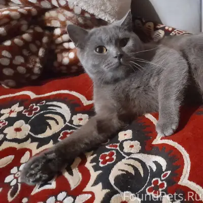 Пропал кот. Район 1я Волгоград...