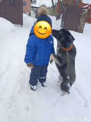 Убежала собака, может кто виде...