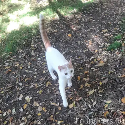 Пропал кот Мурчик 9 месяцев вч...