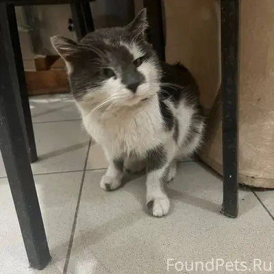 Чей кот? Найден с огромной ран...