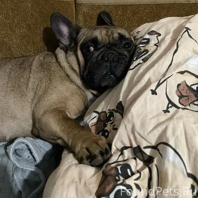 ❗️ПРОПАЛА СОБАКА❗️ В районе го...