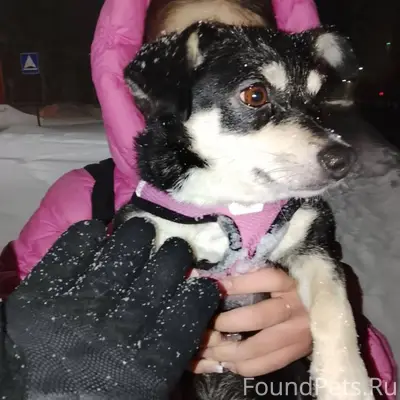 Найдена собака с поводком,ищем...