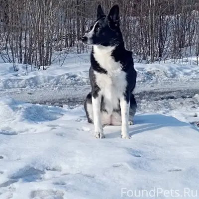 РОЗЫСК СОБАКИ. МЫ НЕ ТЕРЯЕМ НА...