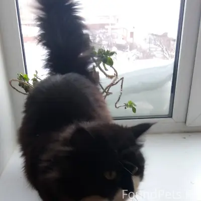 Найдена пушистая, красивая кош...