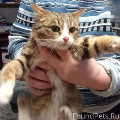 Найдена кошечка на улице Чапае...