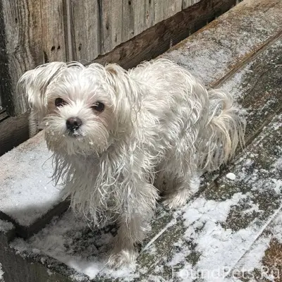 Потерялась маленькая белая соб...
