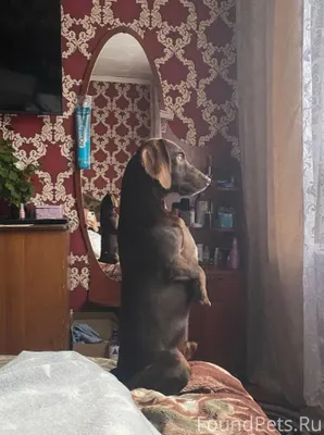 Пропала собака по кличке Люциф...