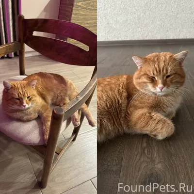 Пропал кот ХАРЛИ почти три нед...
