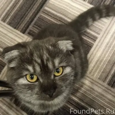 Пропал кот. В районе Прома, ул...