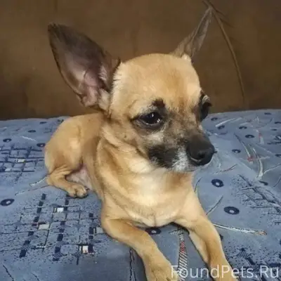 ПОМОГАЮ ИФОРМАЦИОННО. ДЖАНКОЙ ...