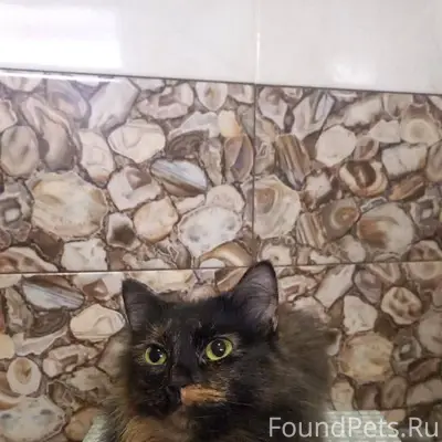 🚨 ПРОПАЛА КОШКА! ПРОСИМ ПОМОЩИ...