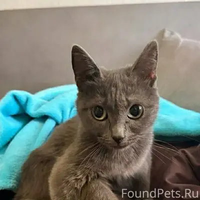 Найден котенок на улице Патрис...