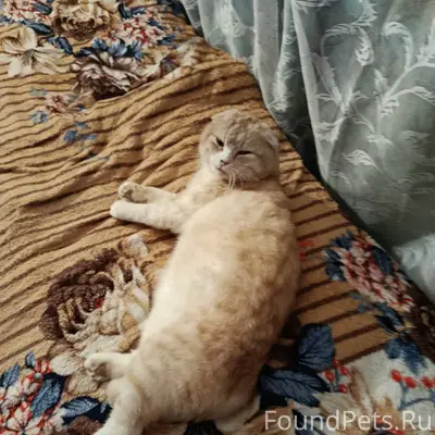 Пропал кот кто видел сообщите ...