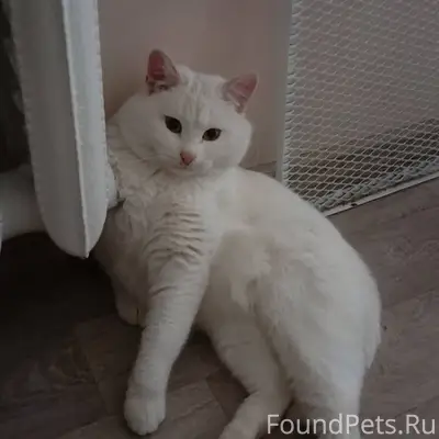 Пропал кот, крупный, грязно-бе...