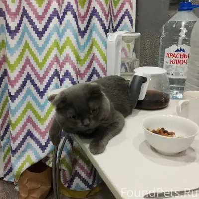 Пропал кот,сообщили что его на...