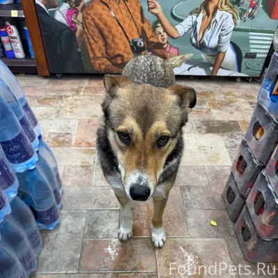 !!!СРОЧНО!!!SOS!!!SOS!!!SOS!!!...