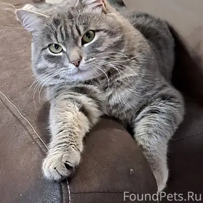 Добрый день.Пропал кот, кличка...