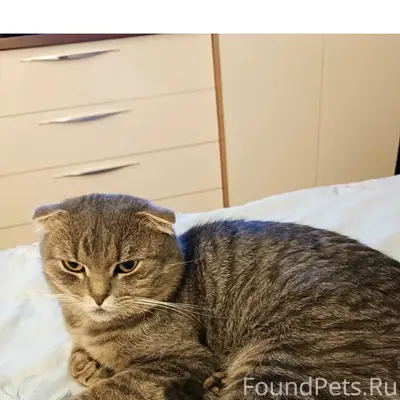 Пропал кот на крахмальном посё...