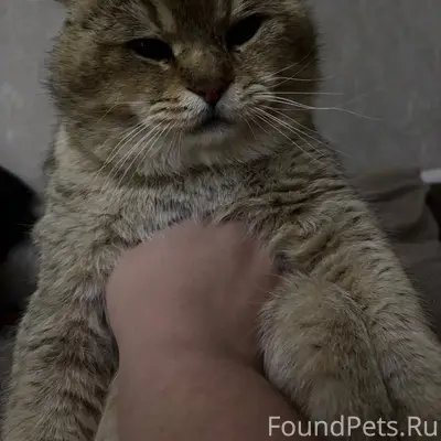 ‼️Пропал кот 🐈 ‼️с ул Назаркин...