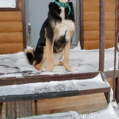 Потерялась собака, кличка Кноп...
