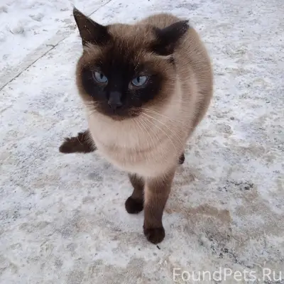 ❗Найден кот сиамской породы. Н...