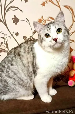 Котёнок подросток мальчик ищет...