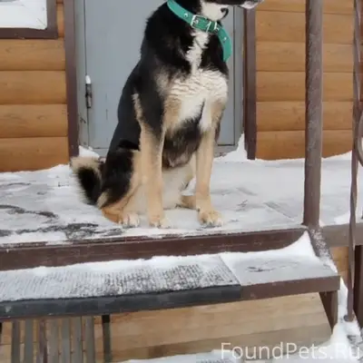 Потерялась собака , в Новоенис...