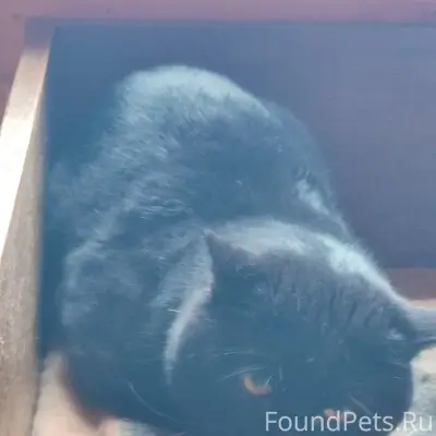 В Тычинах появился чёрный кот,...