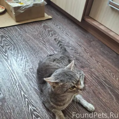 Найден кот со травмированной п...