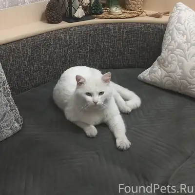 Пропал кот в районе улиц:Колхо...