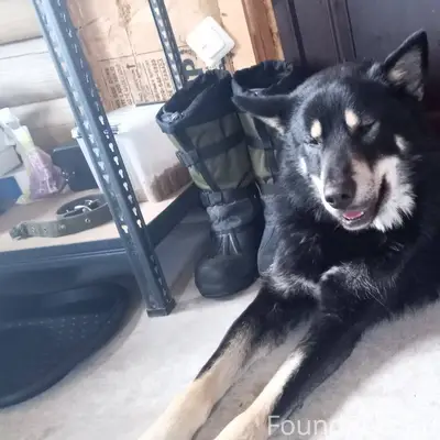 Добрый день. Нашли собаку на Л...