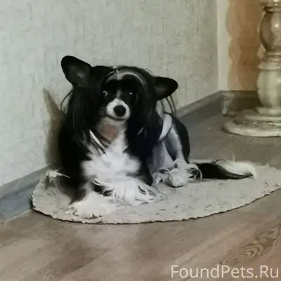 Пропала собака! Пропала сегодн...